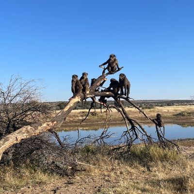 babouins sur une branche en Namibie