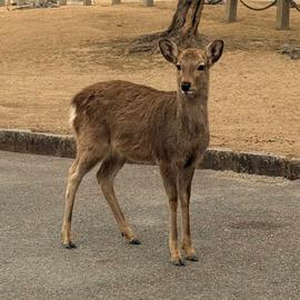biche