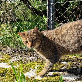 chat