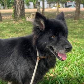 chien