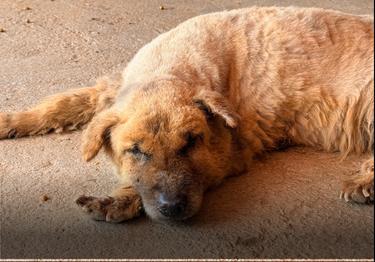 Un vieux chien de refuge fait une sieste