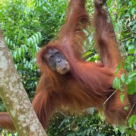 orang outan