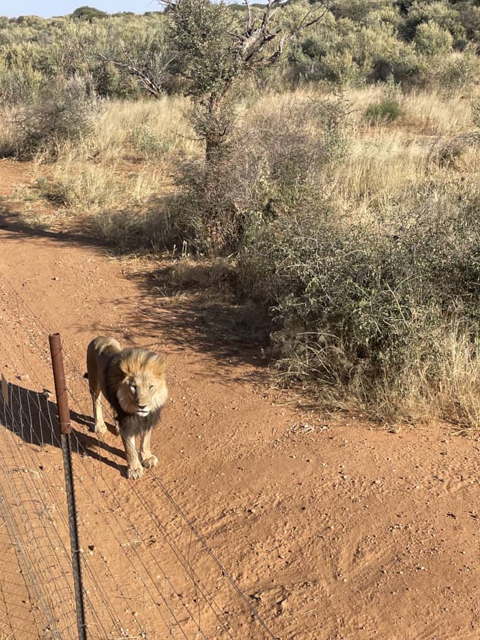 lion dans un enclos au sanctuaire