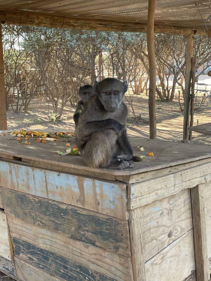 babouins dans un enclos au sanctuaire