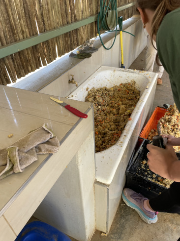 préparation de la ration pour les babouins dans une baignoire