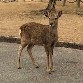 biche debout au parc Nara au japon