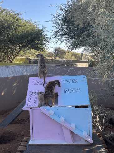 création d'une cabane pour les suricates tammy, twix et mars