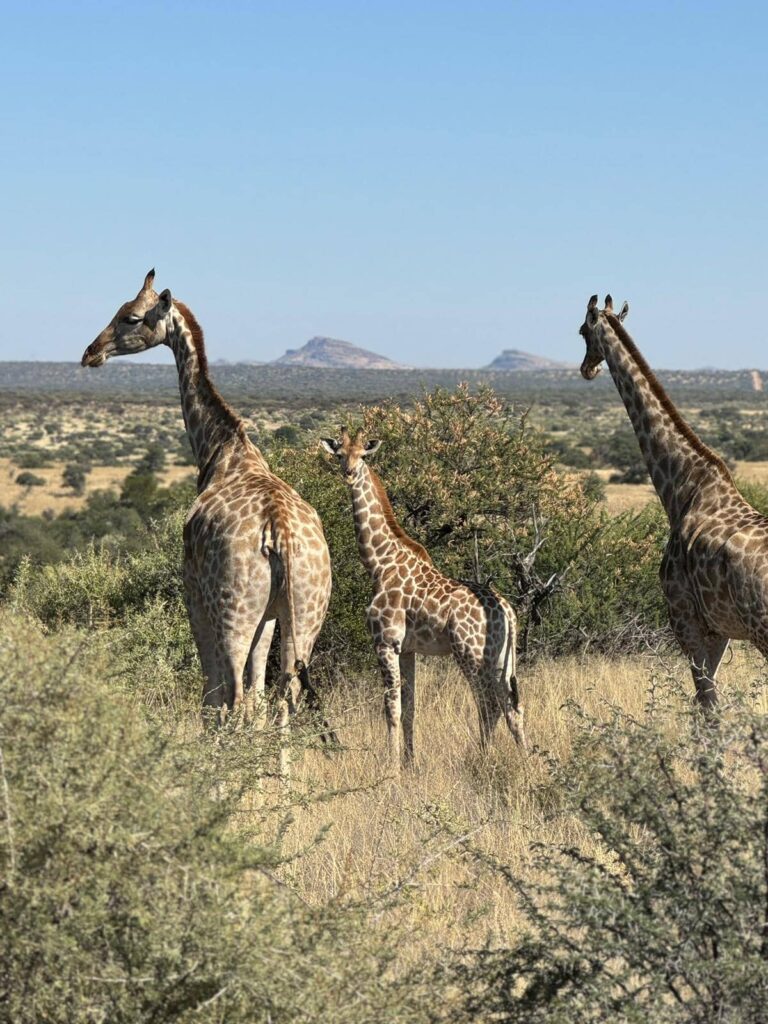 girafes dans la réserve