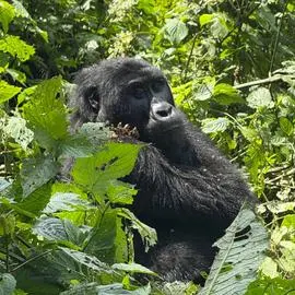 gorille dans la jungle