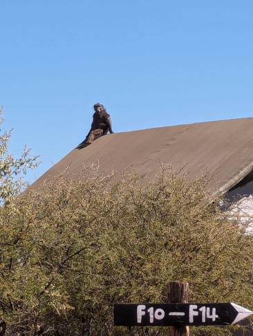 babouin sauvage sur le toit au sanctuaire