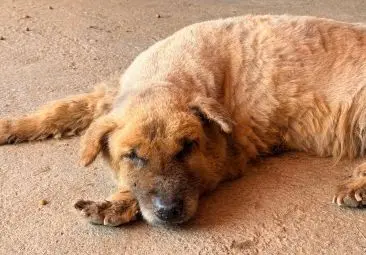 un vieux chien fait la sieste au refuge
