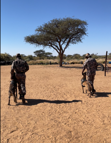 deux rangers avec leurs chiens