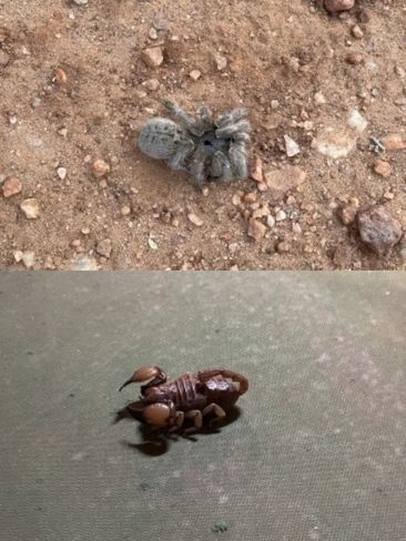 scorpion et mygale